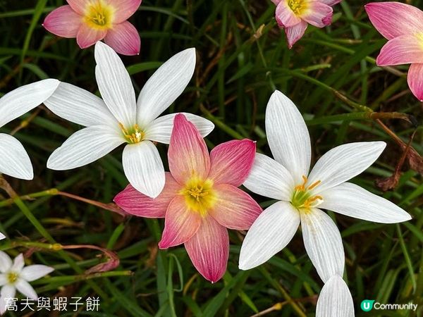香港好去處 | 賞花 | 夏遊天水圍公園 | 風雨蘭