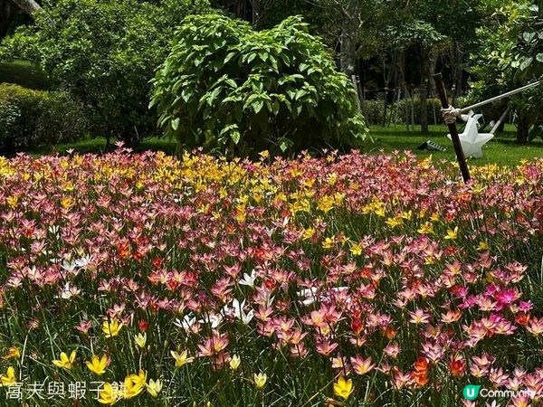 香港好去處 | 賞花 | 夏遊天水圍公園 | 風雨蘭