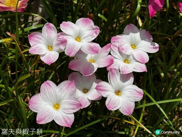 香港好去處 | 賞花 | 夏遊天水圍公園 | 風雨蘭