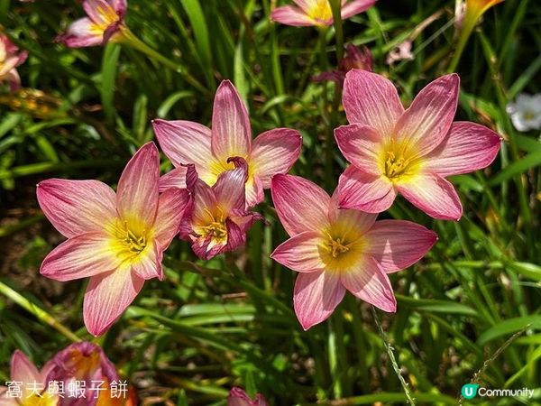 香港好去處 | 賞花 | 夏遊天水圍公園 | 風雨蘭