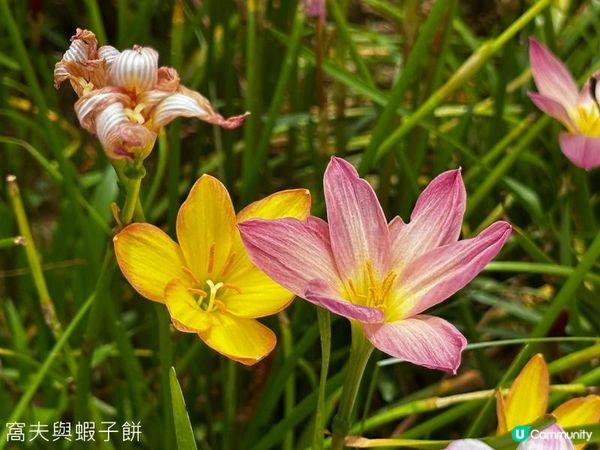 香港好去處 | 賞花 | 夏遊天水圍公園 | 風雨蘭