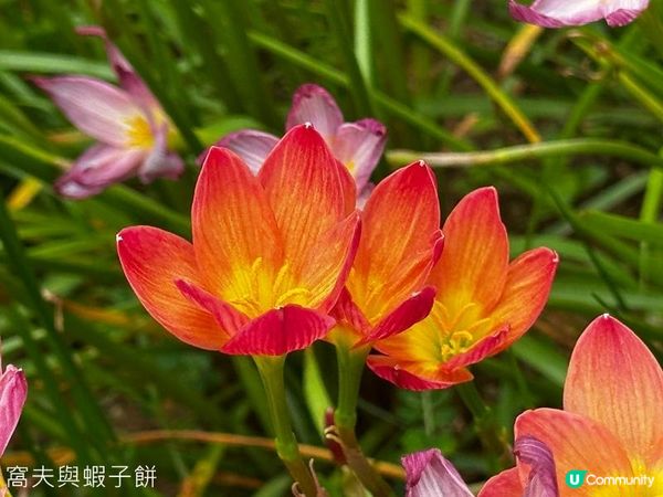 香港好去處 | 賞花 | 夏遊天水圍公園 | 風雨蘭