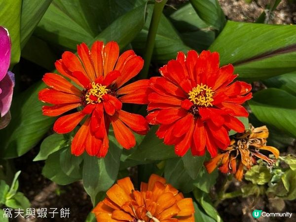 香港好去處 | 賞花 | 夏遊天水圍公園 | 風雨蘭