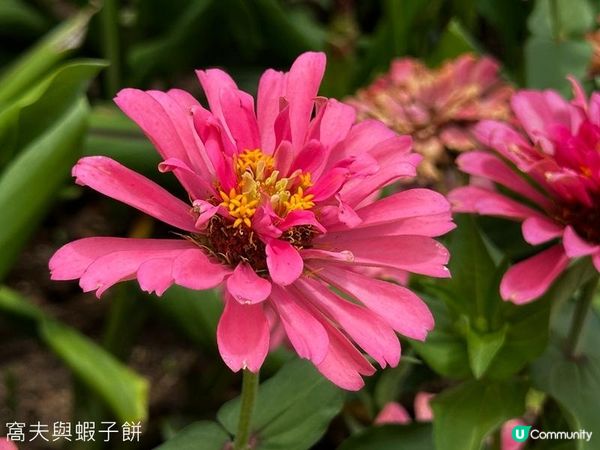 香港好去處 | 賞花 | 夏遊天水圍公園 | 風雨蘭