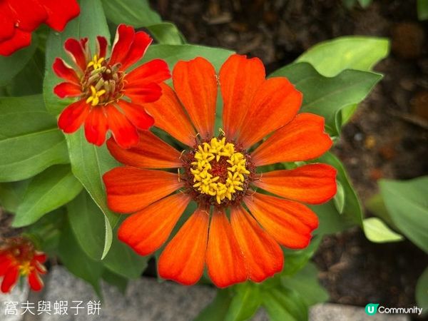 香港好去處 | 賞花 | 夏遊天水圍公園 | 風雨蘭