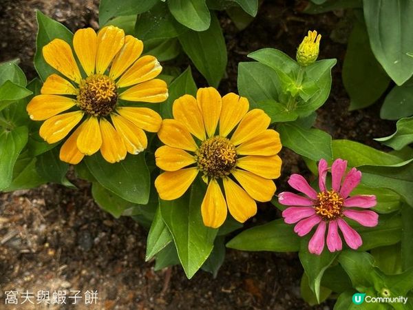 香港好去處 | 賞花 | 夏遊天水圍公園 | 風雨蘭