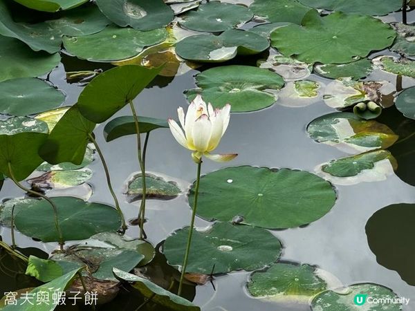 香港好去處 | 賞花 | 夏遊天水圍公園 | 風雨蘭