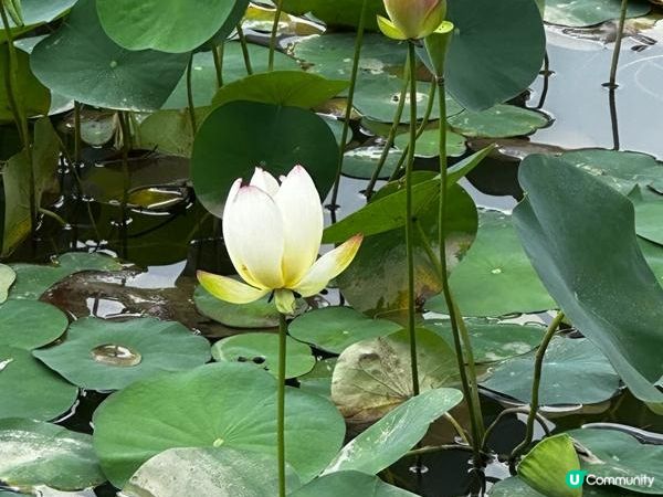香港好去處 | 賞花 | 夏遊天水圍公園 | 風雨蘭