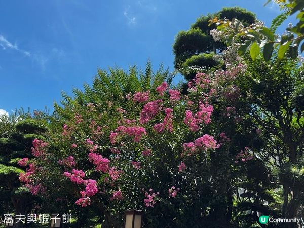 香港好去處 | 賞花 | 夏遊志蓮淨苑 | 蓮花 | 紫薇