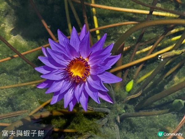 香港好去處 | 賞花 | 夏遊志蓮淨苑 | 蓮花 | 紫薇