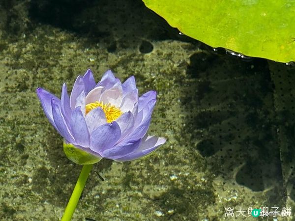 香港好去處 | 賞花 | 夏遊志蓮淨苑 | 蓮花 | 紫薇