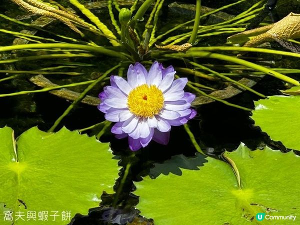 香港好去處 | 賞花 | 夏遊志蓮淨苑 | 蓮花 | 紫薇