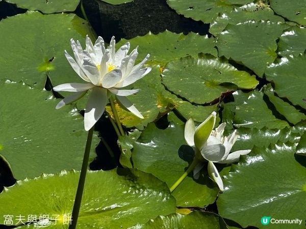 香港好去處 | 賞花 | 夏遊志蓮淨苑 | 蓮花 | 紫薇