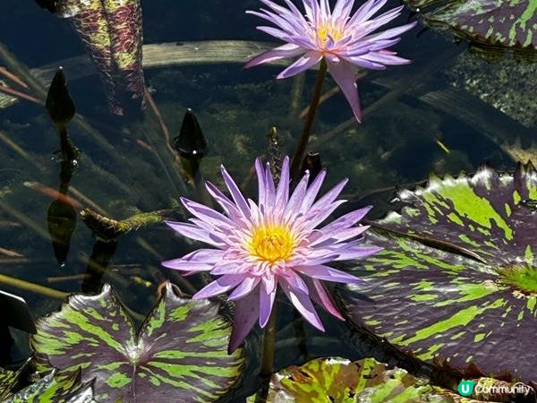 香港好去處 | 賞花 | 夏遊志蓮淨苑 | 蓮花 | 紫薇