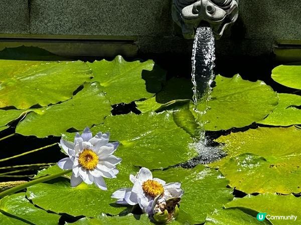 香港好去處 | 賞花 | 夏遊志蓮淨苑 | 蓮花 | 紫薇