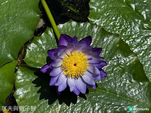 香港好去處 | 賞花 | 夏遊志蓮淨苑 | 蓮花 | 紫薇