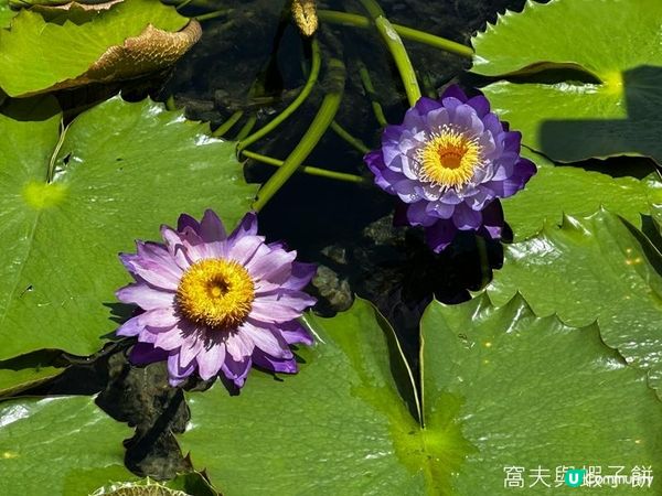 香港好去處 | 賞花 | 夏遊志蓮淨苑 | 蓮花 | 紫薇