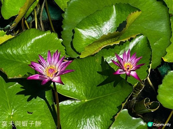 香港好去處 | 賞花 | 夏遊志蓮淨苑 | 蓮花 | 紫薇