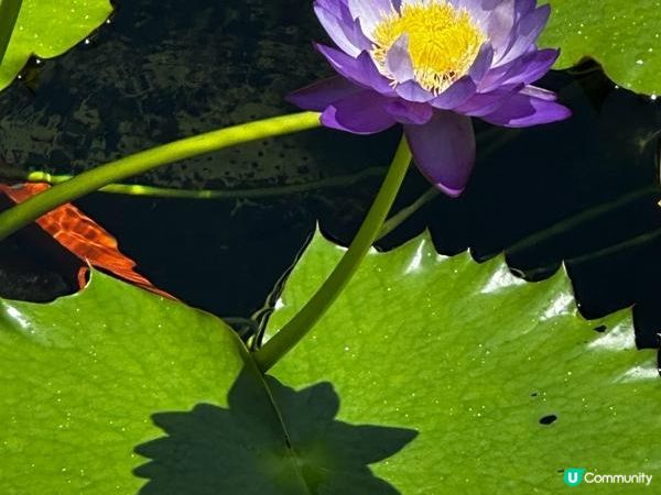 香港好去處 | 賞花 | 夏遊志蓮淨苑 | 蓮花 | 紫薇