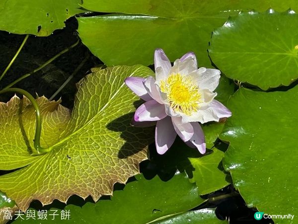 香港好去處 | 賞花 | 夏遊志蓮淨苑 | 蓮花 | 紫薇