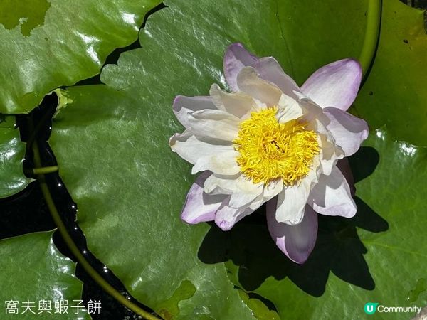 香港好去處 | 賞花 | 夏遊志蓮淨苑 | 蓮花 | 紫薇
