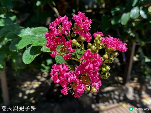 香港好去處 | 賞花 | 夏遊志蓮淨苑 | 蓮花 | 紫薇