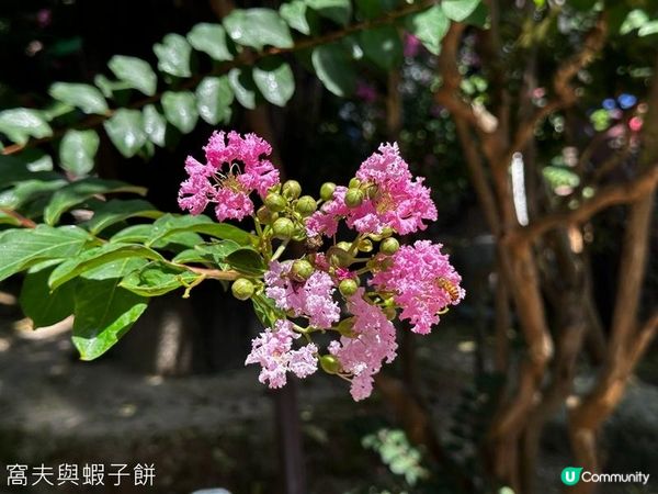 香港好去處 | 賞花 | 夏遊志蓮淨苑 | 蓮花 | 紫薇