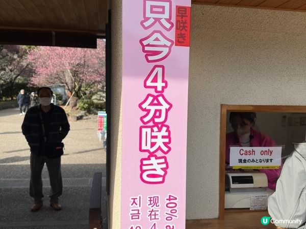 日本東京靜岡縣之旅 | 熱海梅園 | 梅花祭必試關東煮