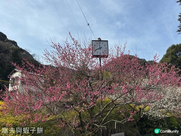 日本東京靜岡縣之旅 | 熱海梅園 | 梅花祭必試關東煮
