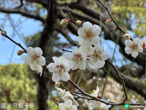 日本東京靜岡縣之旅 | 熱海梅園 | 梅花祭必試關東煮