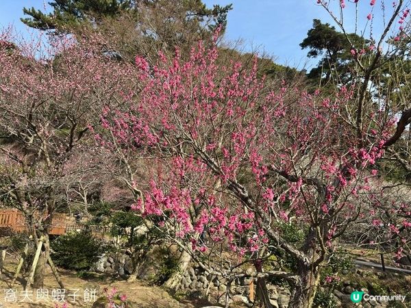 日本東京靜岡縣之旅 | 熱海梅園 | 梅花祭必試關東煮