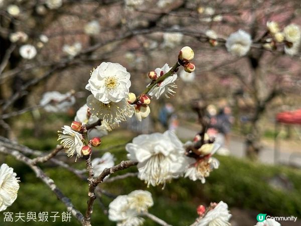 日本東京靜岡縣之旅 | 熱海梅園 | 梅花祭必試關東煮