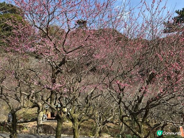 日本東京靜岡縣之旅 | 熱海梅園 | 梅花祭必試關東煮