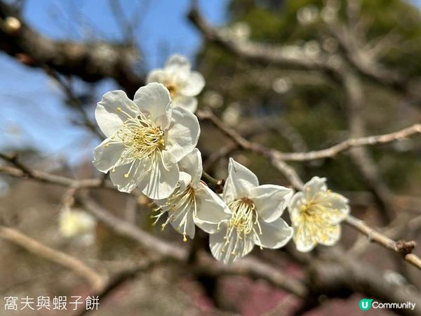 日本東京靜岡縣之旅 | 熱海梅園 | 梅花祭必試關東煮