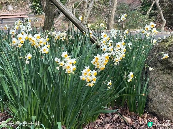 日本東京靜岡縣之旅 | 熱海梅園 | 梅花祭必試關東煮