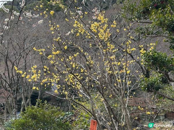 日本東京靜岡縣之旅 | 熱海梅園 | 梅花祭必試關東煮