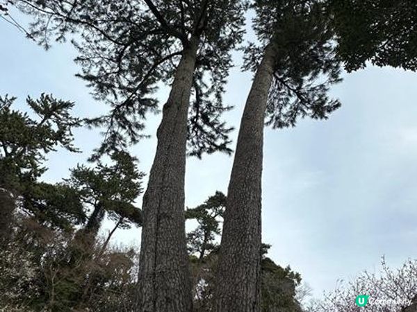 日本東京靜岡縣之旅 | 熱海梅園 | 梅花祭必試關東煮