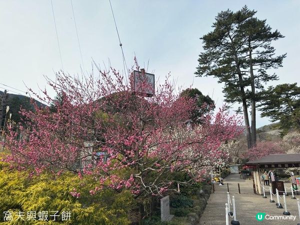 日本東京靜岡縣之旅 | 熱海梅園 | 梅花祭必試關東煮