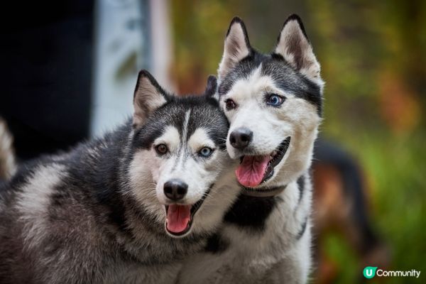 蹲低望住蟲仔，成個樣超專注！#主子SPATime