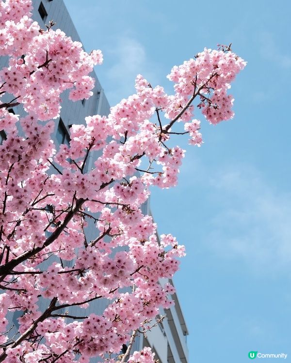 東京賞櫻🌸必去！中目黑目黑川🌸