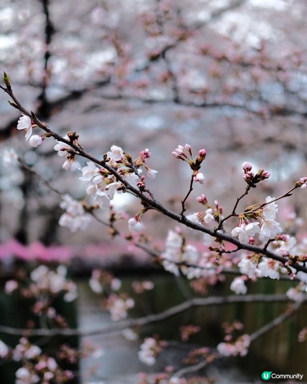 東京賞櫻🌸必去！中目黑目黑川🌸