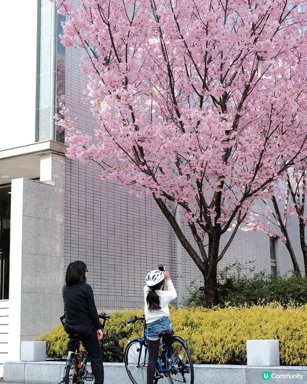 東京賞櫻🌸必去！中目黑目黑川🌸