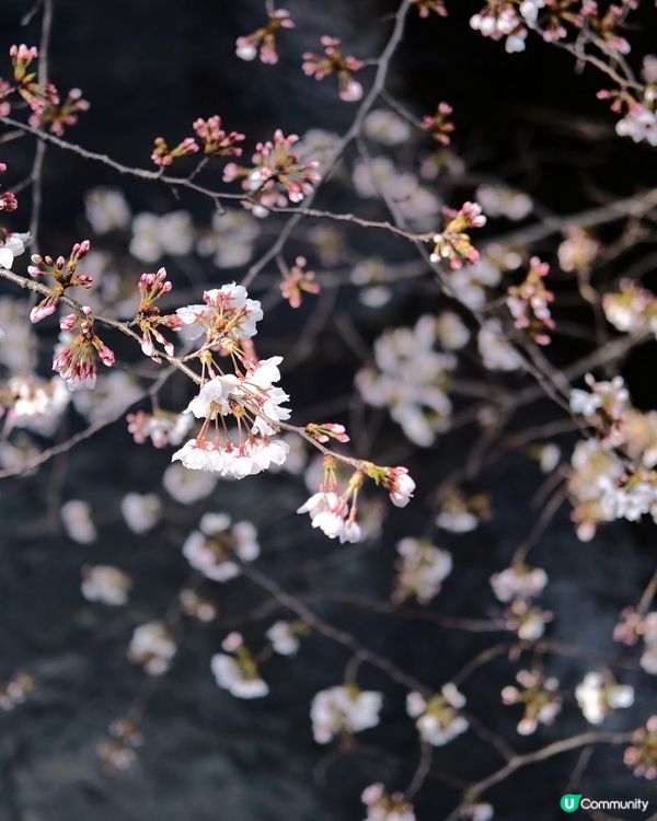 東京賞櫻🌸必去！中目黑目黑川🌸