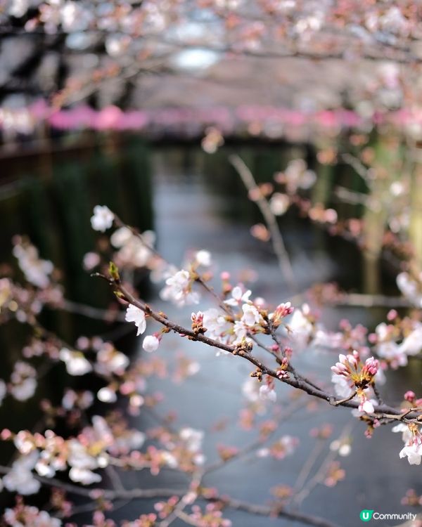 東京賞櫻🌸必去！中目黑目黑川🌸