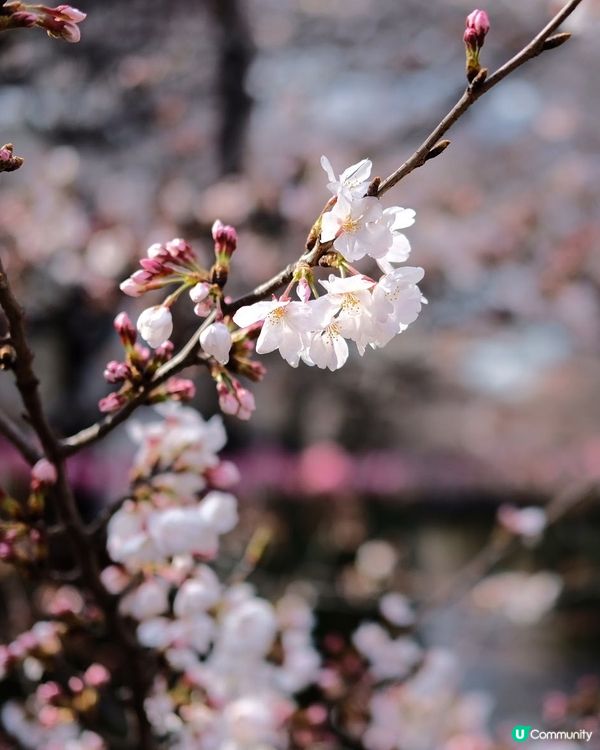 東京賞櫻🌸必去！中目黑目黑川🌸