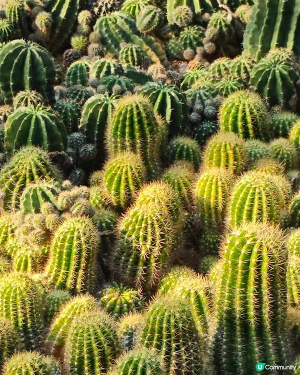 仙湖花海🌷📸 看盡郁金香🌸