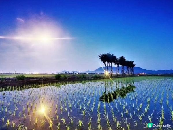 新潟 稻田的小鹽湖 西蒲区