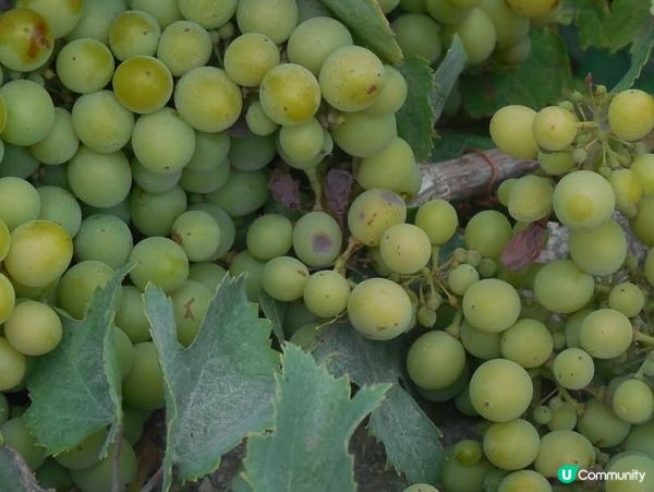 細味人生:身動心靜@聖島