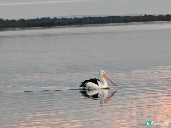 🩷 [西澳の美] 痴醉又迷人的極光 🩷