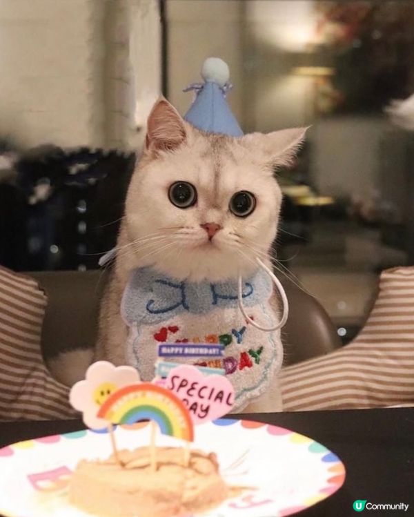 🎂 Birthday cat 😸